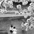 2012年の桜の写真集の第二版です。喜んで頂ければ嬉しく。