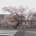 桜の写真集を公開しました。お気に入りのものはございましたでしょうか♪