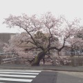 桜の写真集を公開しました。お気に入りのものはございましたでしょうか♪