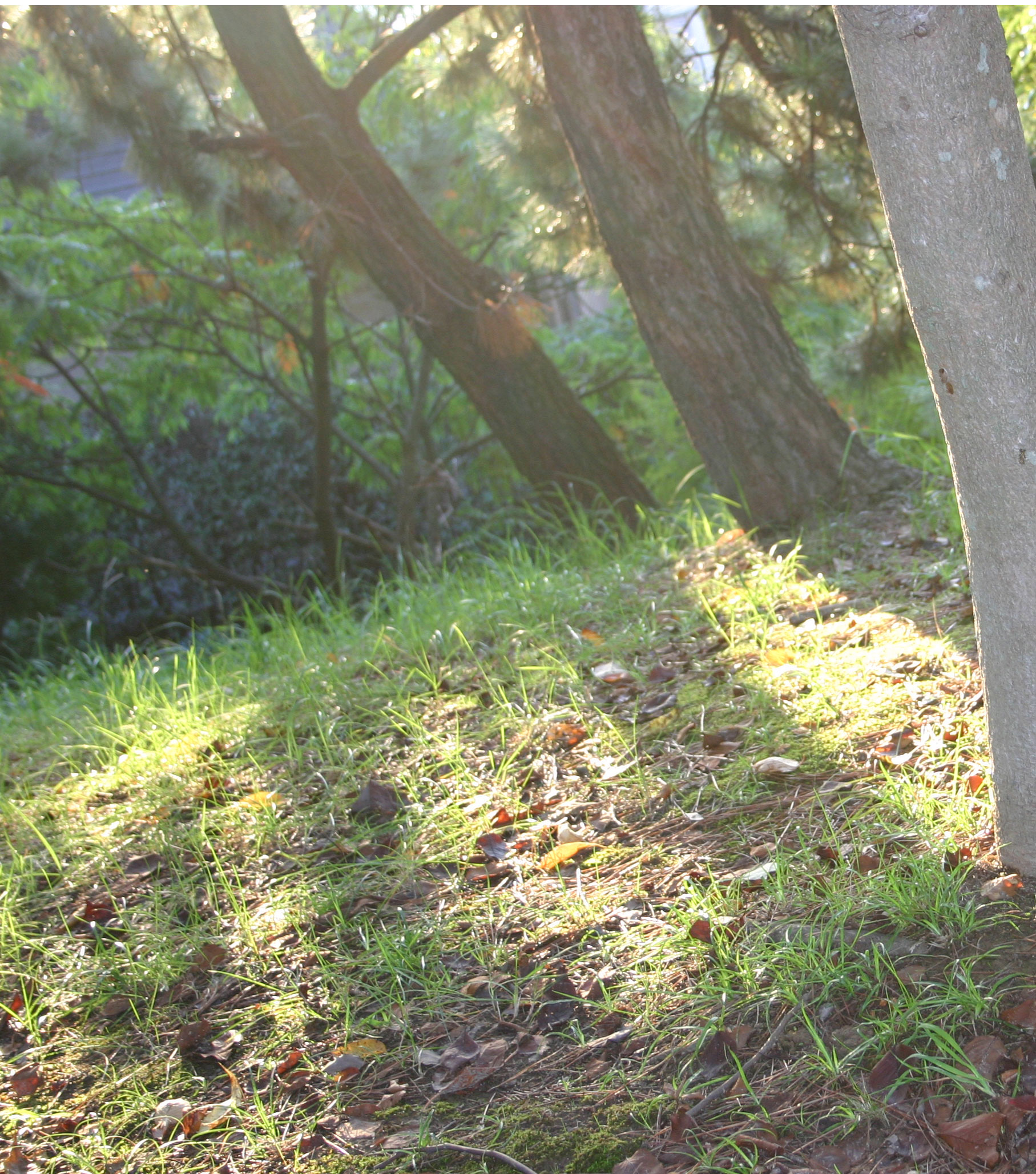 新千里西町公園にて。