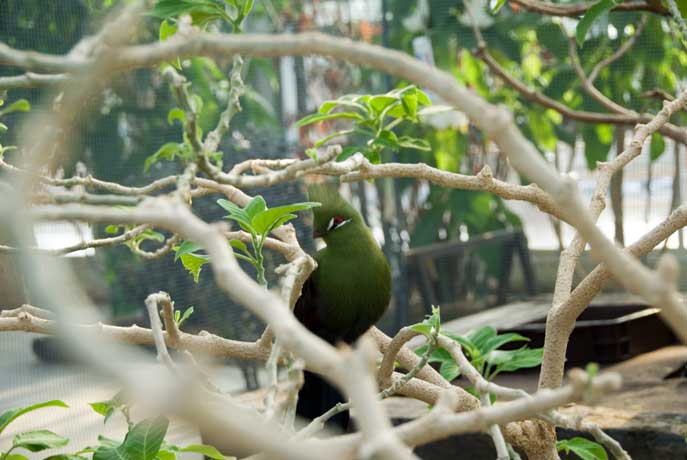 神戸花鳥園にて。