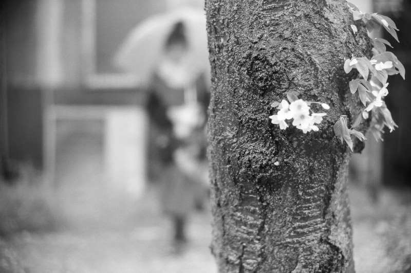 春の予感 / Leica MP+elmar-M50mm2.8