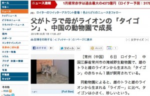 父がトラで母がライオンの「タイゴン」、中国の動物園で成長