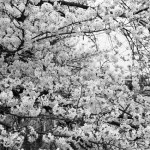 桜の季節のおもひで 8 。(vol.2)