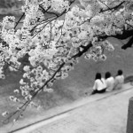桜の季節のおもひで 9 。(vol.2)