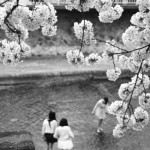 桜の季節のおもひで 10 。(vol.2)