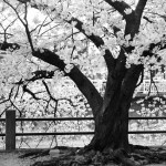 桜の季節のおもひで 11 。(vol.2)