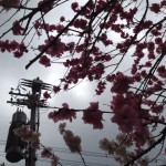桜の写真16 / 鍼灸院 一鍼堂