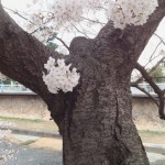 桜の写真 4 / 鍼灸院 一鍼堂