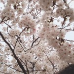 桜の写真 2 / 鍼灸院 一鍼堂