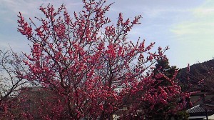 嵐山の梅　2012年4月2日