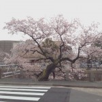 桜の写真13 / 鍼灸院 一鍼堂