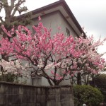 桜の写真14 / 鍼灸院 一鍼堂