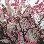 桜の写真15 / 鍼灸院 一鍼堂