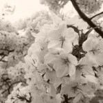 桜の写真 6 / 鍼灸院 一鍼堂