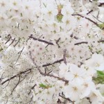桜の写真 7 / 鍼灸院 一鍼堂
