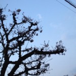 桜の写真1 / 鍼灸院 一鍼堂