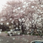 桜の写真17 / 鍼灸院 一鍼堂