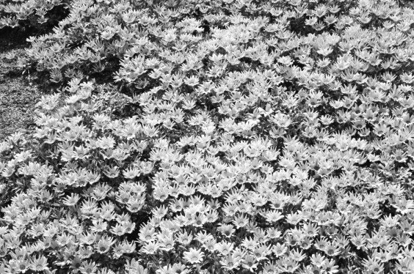 とある花のふるまい。