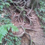 根っこばかりでこけそうでした。