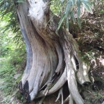 不思議な木の根っこ発見♪♪