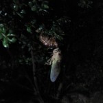 蟬の羽化☆横からです。