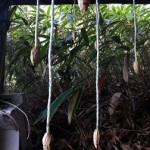 よく見ると顔なんですよ(^_^;)