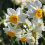 スイセンの花（緑地公園にて撮影）