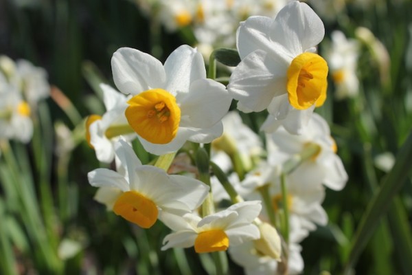 スイセンの花（緑地公園にて撮影）