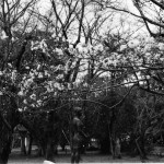 桜と銅像(in IZUMO)