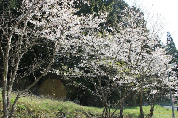 桜（4月初 大阪某所にて）