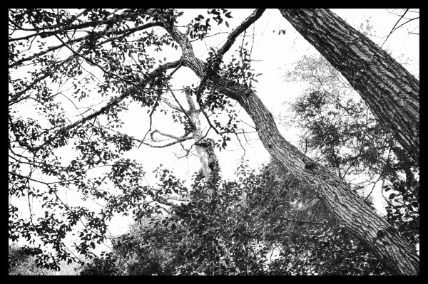 男と赤松 / Leica M-Monochrome+ Elmar