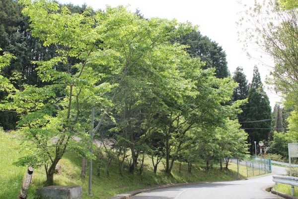 葉桜　（5月初旬　大阪の山中にて）