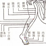 足陽明胃経