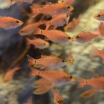 Fish / しながわ水族館