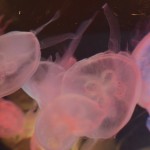 Jellyfish / しながわ水族館