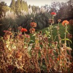 私市植物園にて