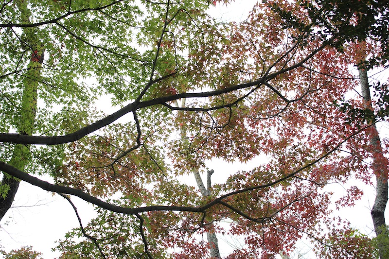 山道にて（10月末 大阪にて）