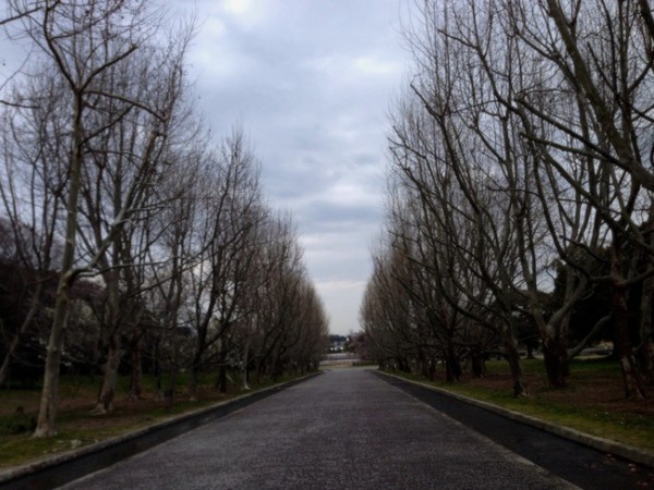 プラタナスの並木道 / 万博記念公園