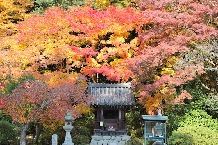 紅葉（11月　観心寺にて）