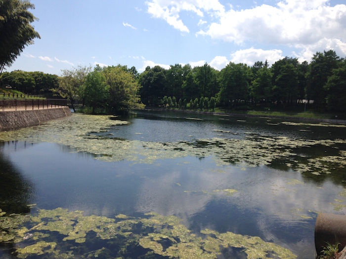 とある公園にて（5月末）