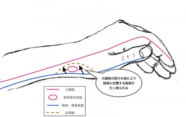 肺経と大腸経