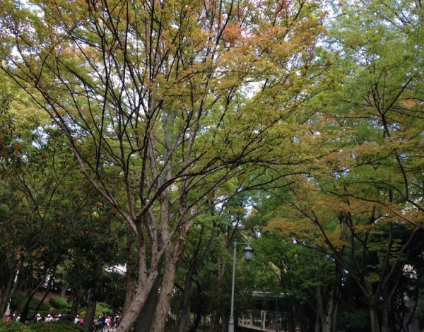 紅葉の葉も色づいてきました（１０月中旬　緑地公園へ向かう歩道にて）