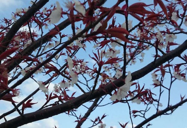 桜 （3月下旬）