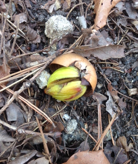 どんぐりから太い芽が出てきています