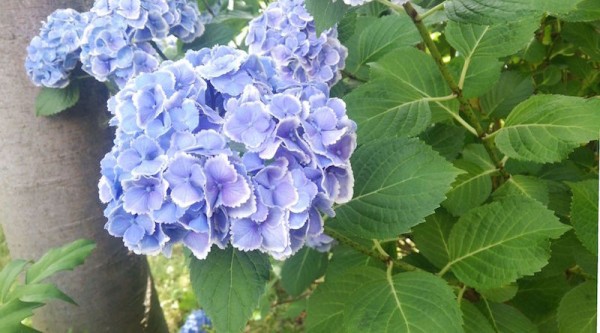 雨上がりの紫陽花