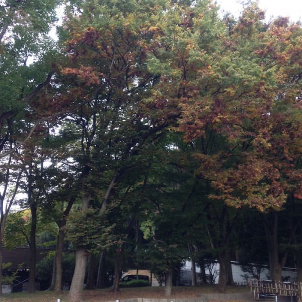 11月上旬、急に寒くなった日の近くの公園にて