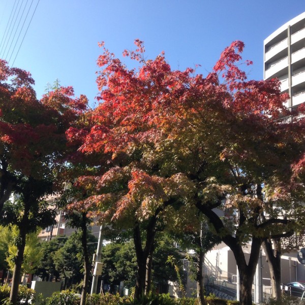 11月中旬　近くの公園にて