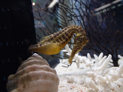 タツノオトシゴ・海遊館より