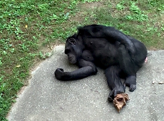 チンパンジー　王子動物園にて